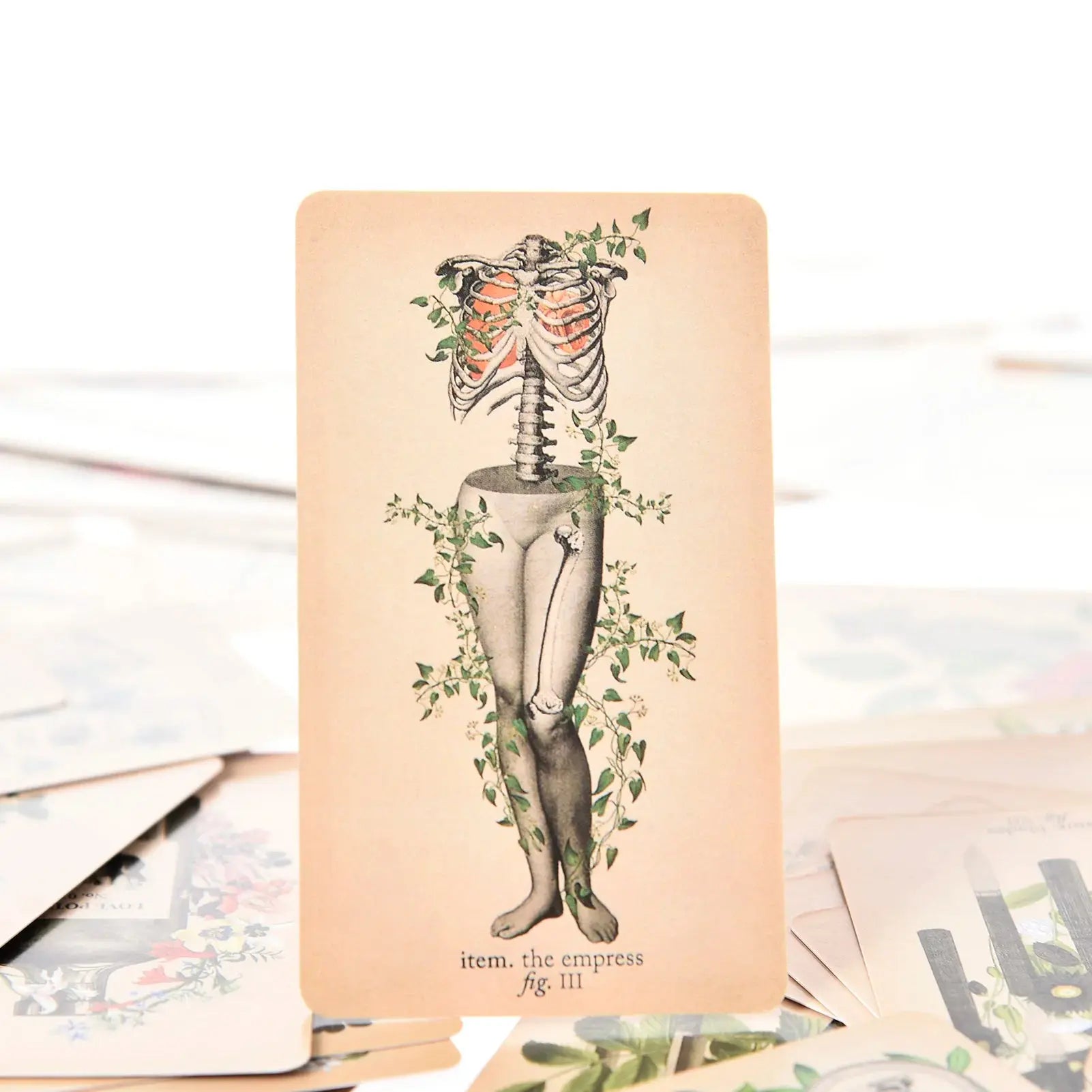 The Antique Anatomy Tarot, a uniquely macabre and deeply intuitive divination tool Anakha H. Nyx