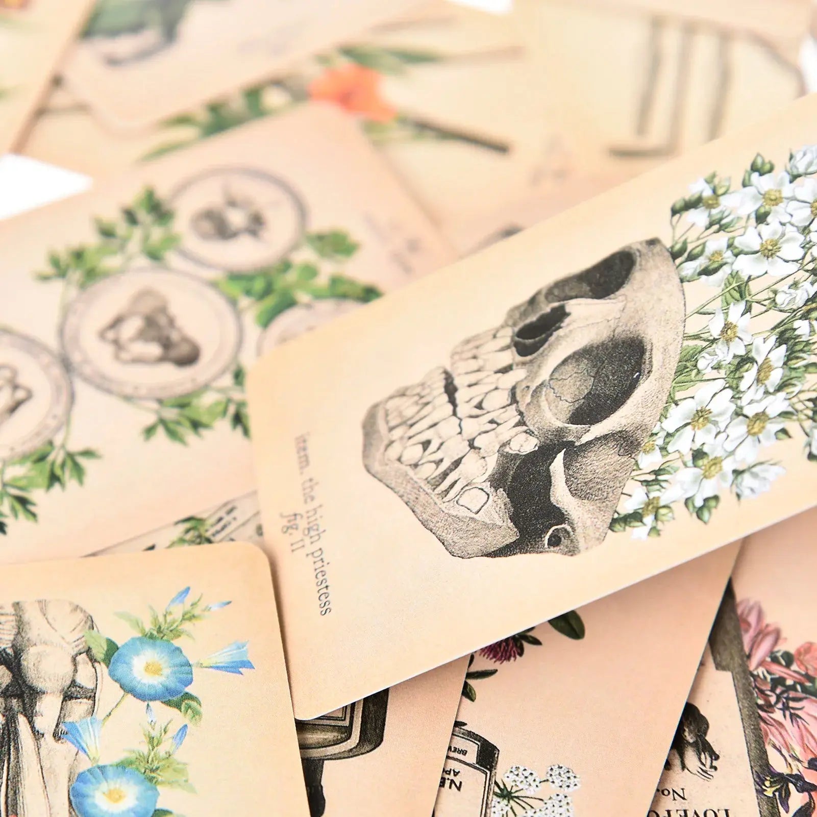 The Antique Anatomy Tarot, a uniquely macabre and deeply intuitive divination tool Anakha H. Nyx